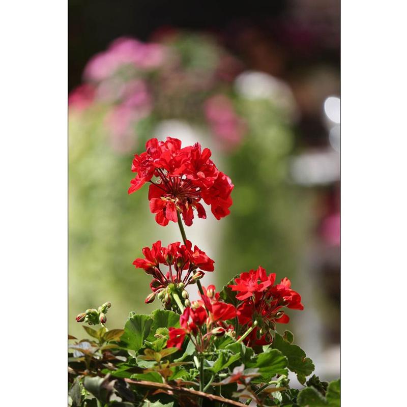 Foto 5 van Canon EF-S 55-250mm f/4.0-5.6 IS STM telezoom objectief